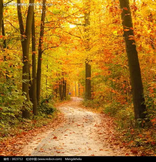 唯美秋日树林风景图片免费下载红动网