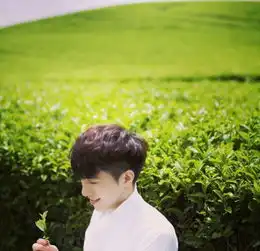 香樟花开满路旁照片香樟花开满路旁相册大全yy官方