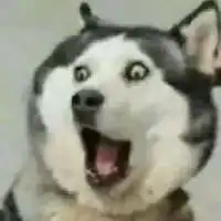 狗头像可爱搞笑微信头像图片大全