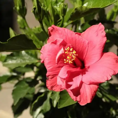 比香水还香的6种盆栽,放一盆栽在客厅,香味都把邻居给勾来了