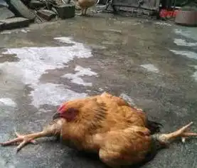 晚上睡不着想看片儿吗这个绝对超清晰,超好看