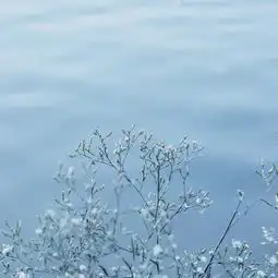 好看的图片头像风景花草风景静物头像我要个性网