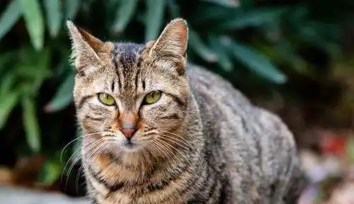 狸花猫的野性到底有多大为什么会如此大
