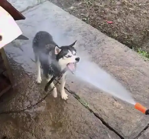 这只二哈没有忘本,在水流的冲击下,它的本性让人笑出腹肌