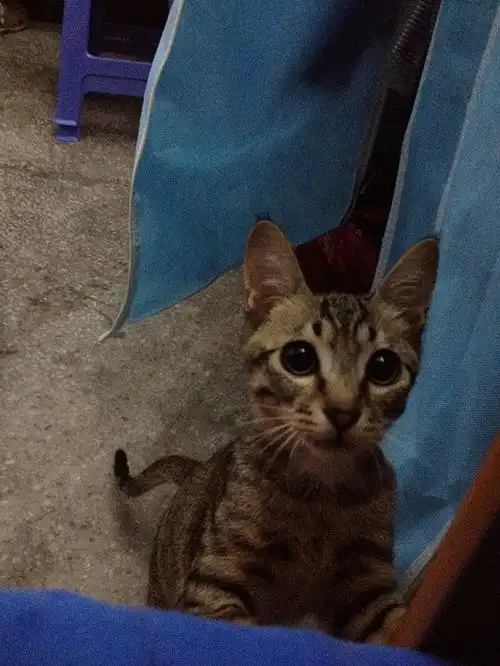 是谁说男不养猫女不养狗的科学道理何在