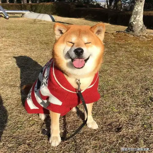 狗狗爱你,会有这些行为表现,你家狗子有吗