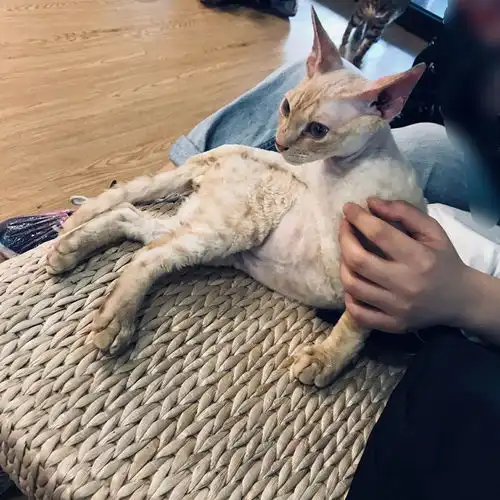 这是柯尼斯卷毛猫还是德文卷毛猫