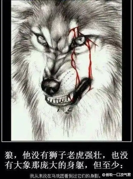 马戏团里几乎没有狼狗作为狼的近亲,其驯服程度却大于与狮虎豹同属猫科的猫,这矛盾吗