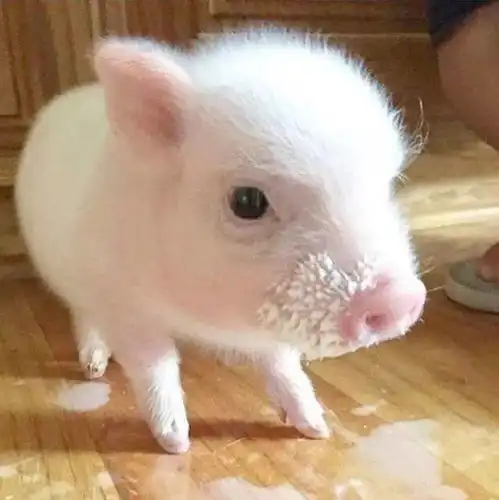 萌宠头像猫咪猪猪柯基头像