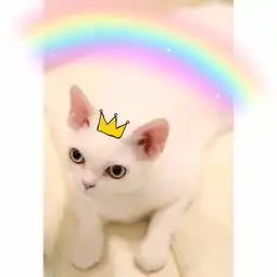 超可爱纯白德文卷毛猫妹妹找新家