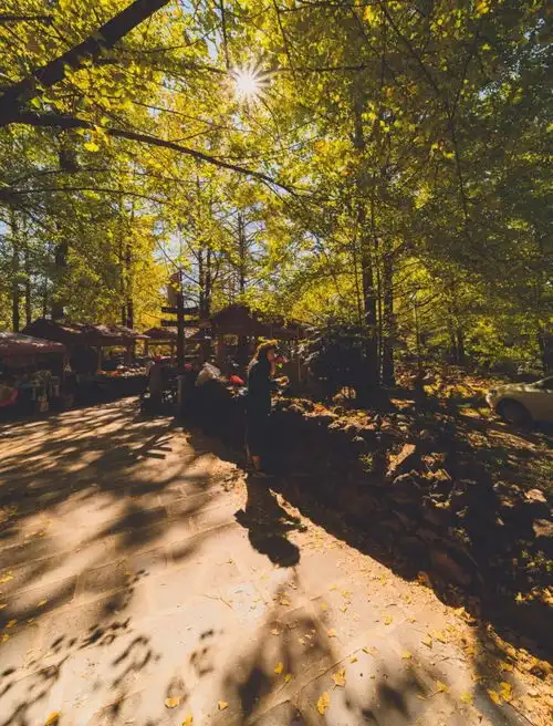 腾冲银杏叶黄了