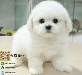 纯种赛级比熊犬终身保障可上门挑选免费送终身售后三包