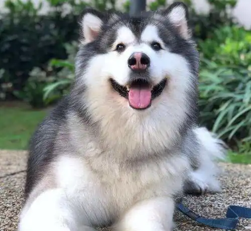 合肥拟禁16岁以下单独遛狗,草案公布,犬只伤人纳入征信记录