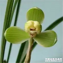 春兰老八种之一贺神梅7苗1花1芽