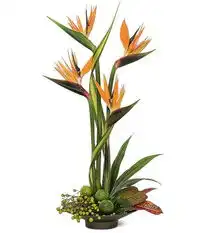 谁能提供下天堂鸟一种花的图片,最好是一片的那种,先谢谢了