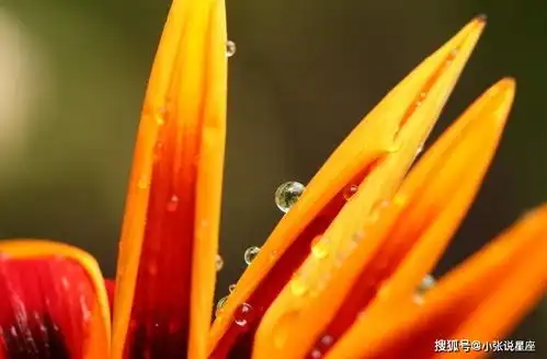 爱强词夺理的三类生肖男,气势汹汹,让人敬而远之