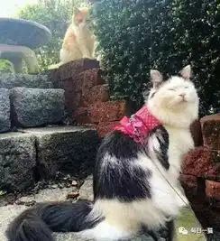 请允许我发一贴傻汉子苦追女神的推文,单身狗勿喷