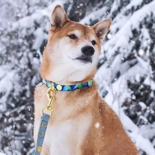 美国柴犬靠穿男装,坐拥ins32万粉丝,月收入近9万