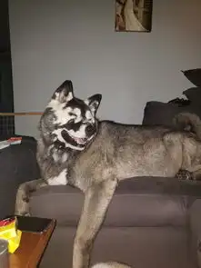 秋田犬患罕见病容貌大变,微笑和病魔斗争3年,乐观精神让人落泪