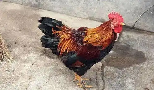 今晚12点属鸡人醒醒吧好日子马上就来了,怕是躲不过不接活该你穷