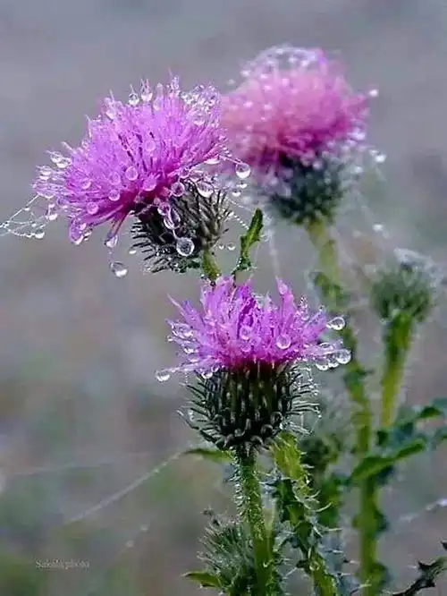 自然风光山水花草树木