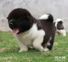 成都哪里有卖秋田犬成都哪里买得到纯种秋田犬多少钱图片