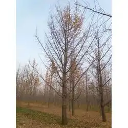 供应信息第6页郯城县大森林银杏种植农民专业合作社