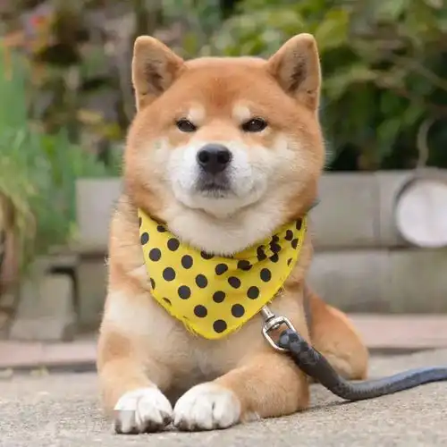 可爱头像女生和喜欢的人聊天是什么样子的