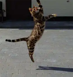 猫咪披霸气虎袍俊美绿眼俘获众猫奴组图