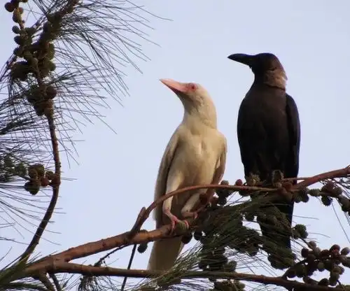 谁说天下乌鸦一般黑这20只白化病动物美得让人窒息