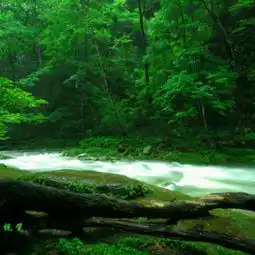 西湖边也可以看到彼岸花啦