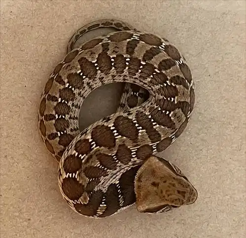 四川网友拍到有牛角的蛇曾现身凉山,专家不存在天青牛蟒