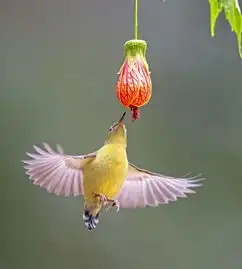 福州亚洲蜂鸟悬停觅食