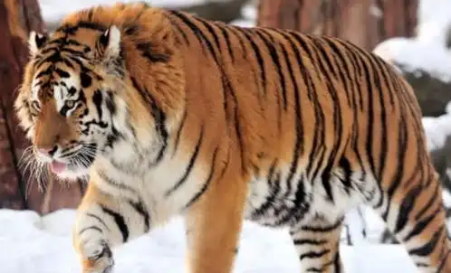 不要再谈什么炫富了这些东西戴来玩玩,谁还能敌得过你