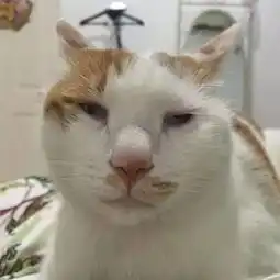中华田园猫的颜值可以多低