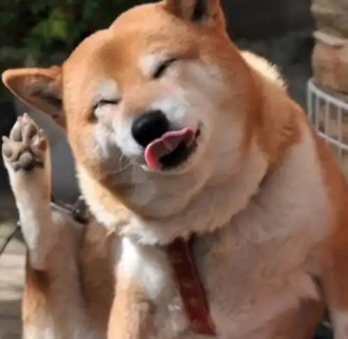 最忠诚的6种狗,德牧只能排第2,第一就在中国却遭尽嫌弃