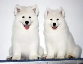 萨摩耶犬的分类