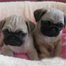 萌货呆型黑嘴巴出售健康纯种巴哥可测犬瘟细小