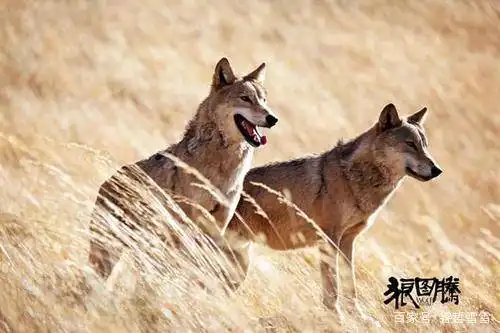 神秘作家姜戎霸气拒茅奖,三婚妻子是张抗抗