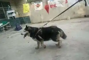 这狗头一看就是哈士奇,可是