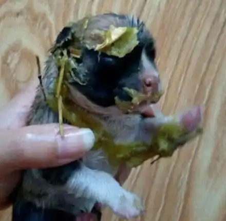 女子下班回到家,发现小奶狗失踪了,找到狗狗时却十分心痛