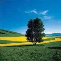 最佳风水头像好运带来好运