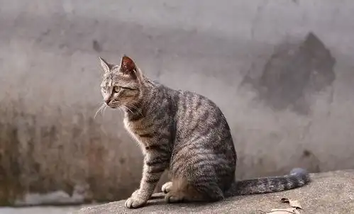 狸花猫很普通,很多人不愿意养,真是这么吗