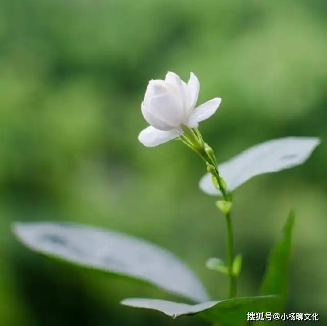 佛说人生感悟的句子图片,一句佛语点透人生