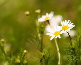 花卉菊花罗马洋甘菊洋甘菊甘菊鸟语花香