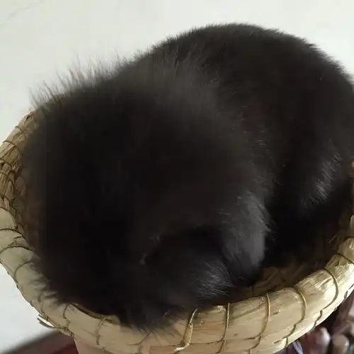 纯黑色无杂毛垂耳兔有偿领养