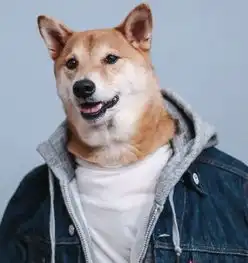 男装犬模柴犬bodhi2016最新硬照