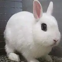 75属兔女招财微信头像微信头像图片大全