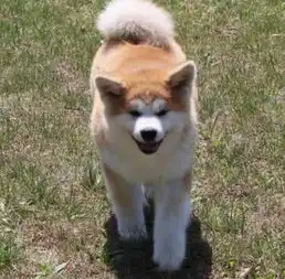 南京哪里有秋田南京秋田幼犬图片南京秋田多少钱价格