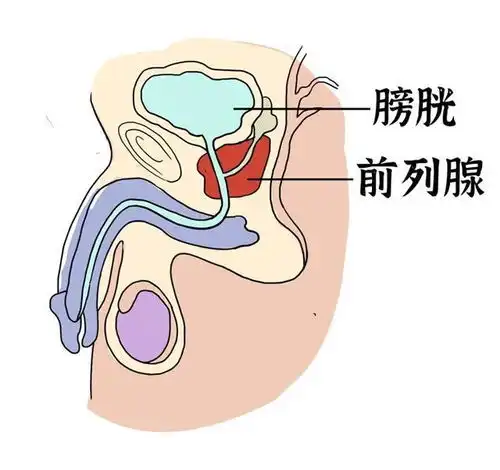 男人如何保养好前列腺不想被前列腺炎盯上,4件事情要少碰